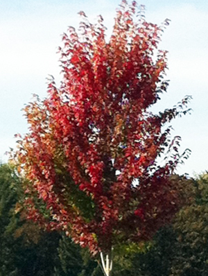 Fall color in Portland